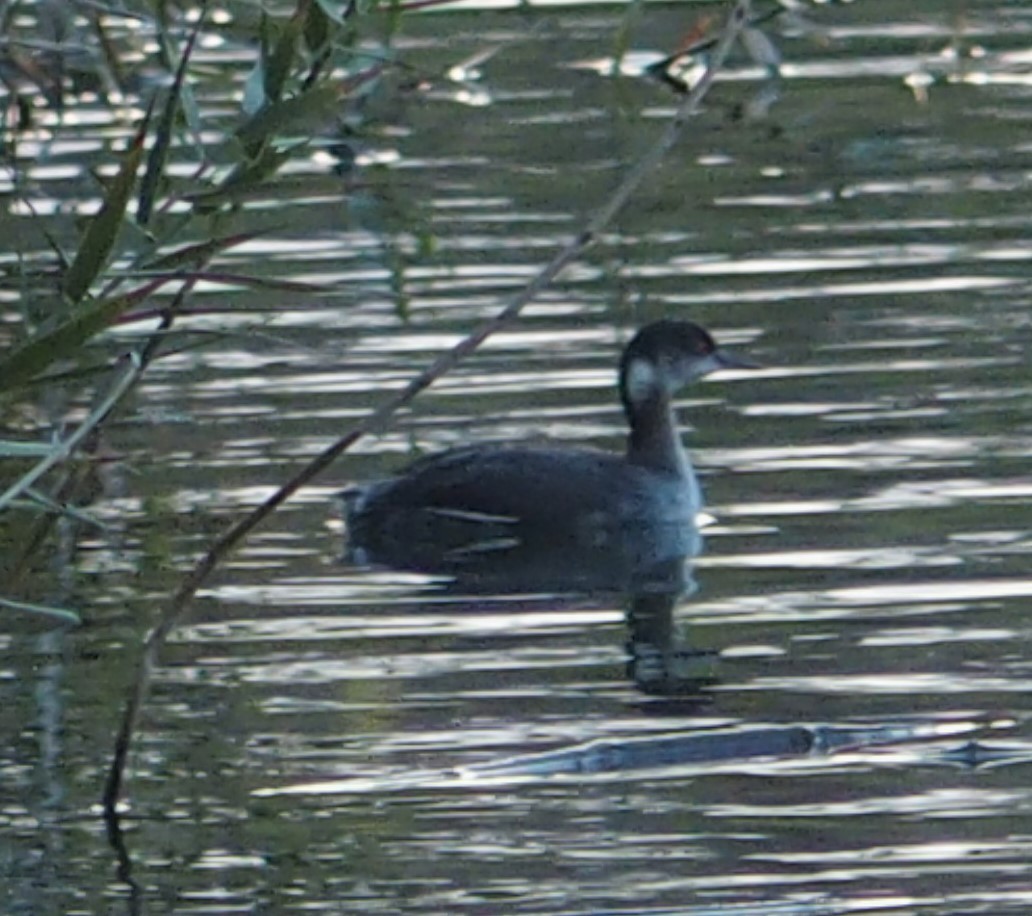 Eared Grebe - ML616311480