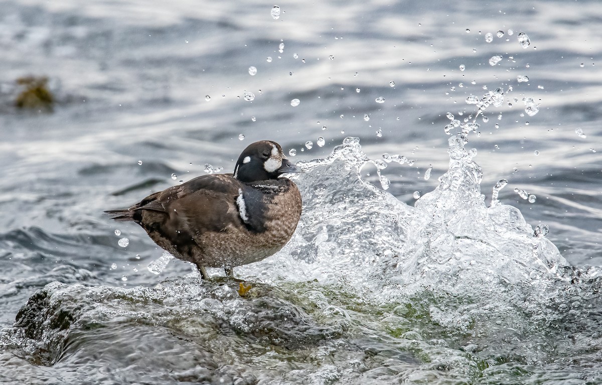 Pato Arlequín - ML616311577