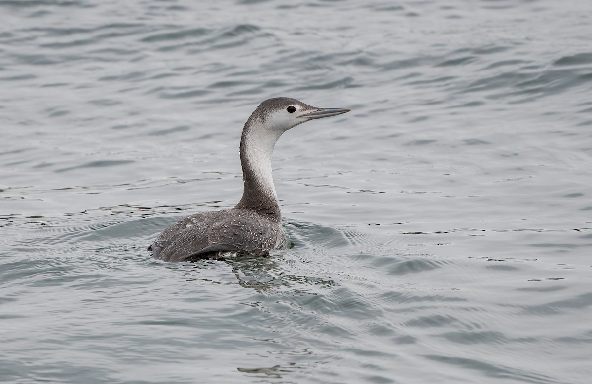 Red-throated Loon - ML616311584