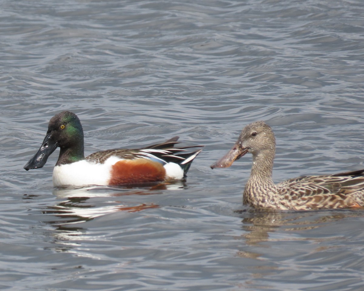 Northern Shoveler - Lynn Kohler