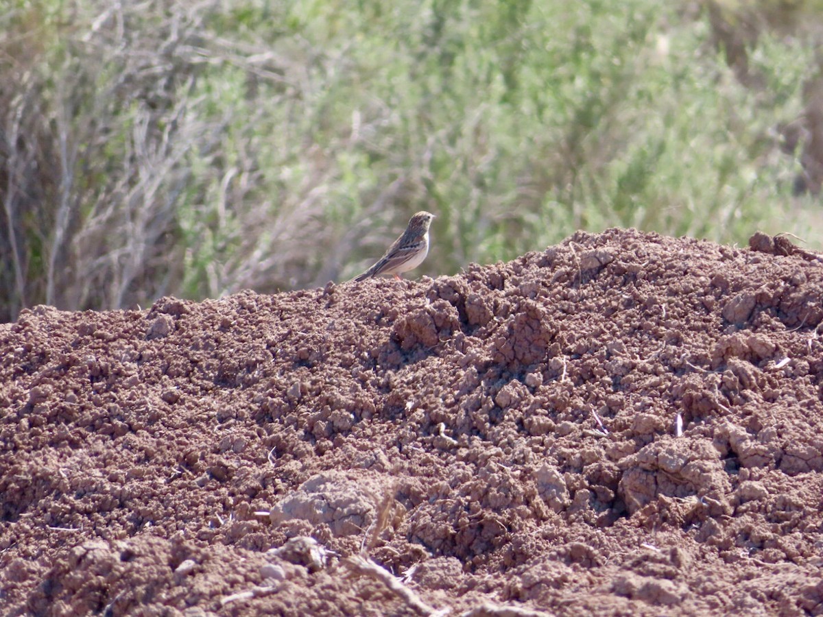 Brewer's Sparrow - Bill  Feusahrens