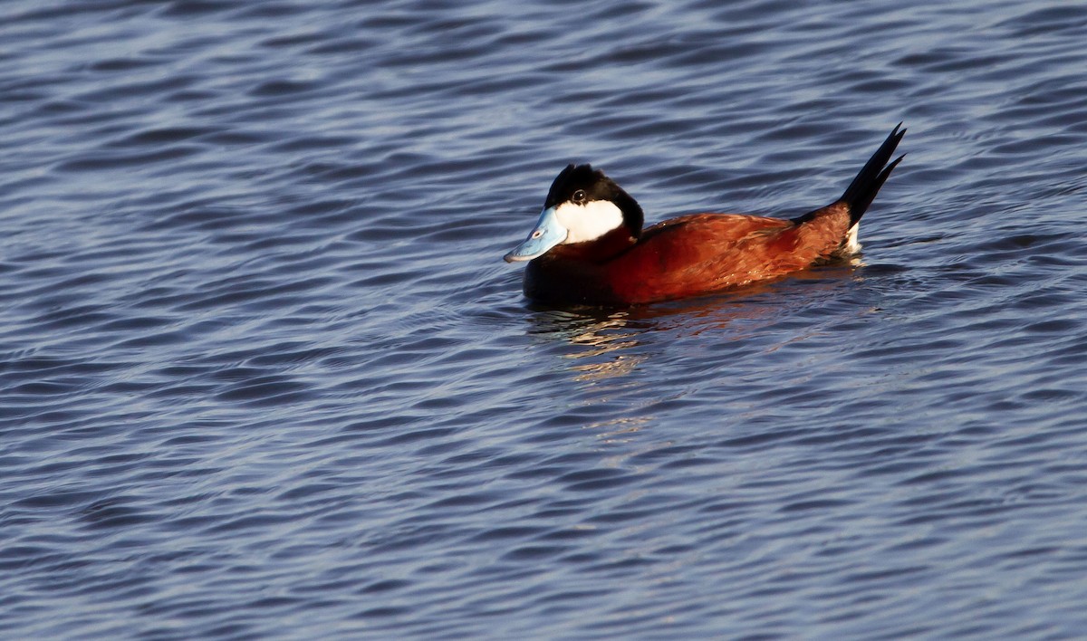 Ruddy Duck - Levi Rehberg