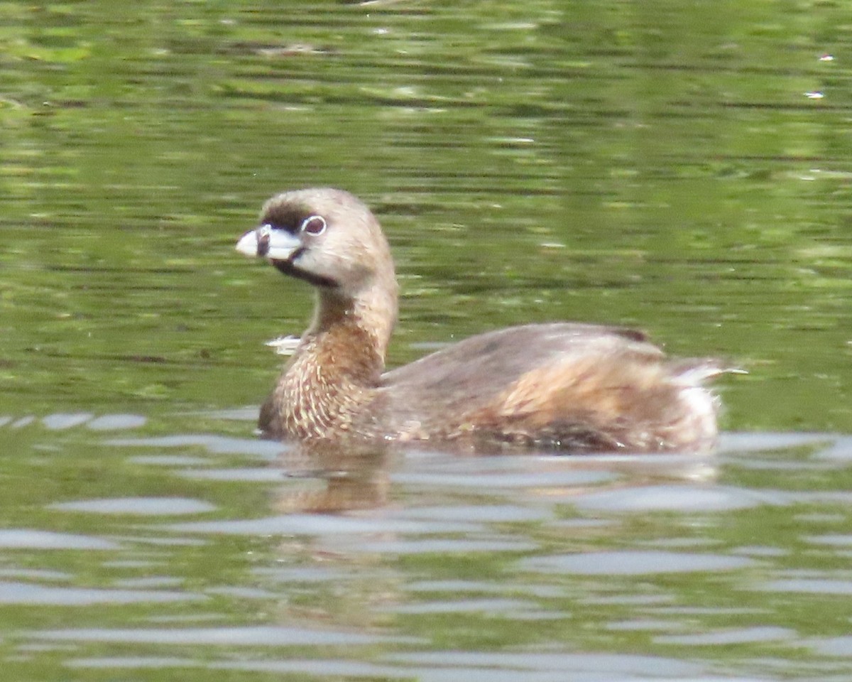 Grèbe à bec bigarré - ML616311676