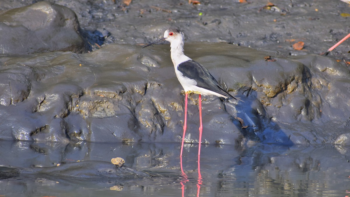 Black-winged Stilt - ML616311678