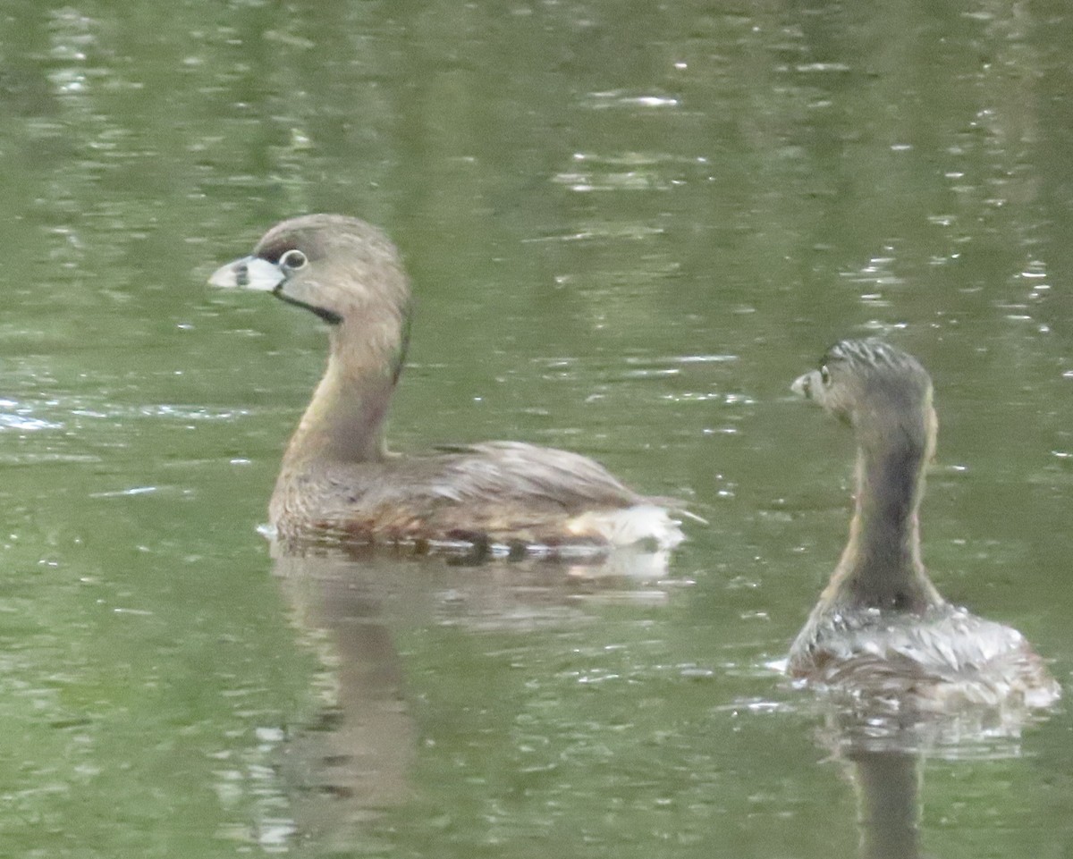 Pied-billed Grebe - ML616311679