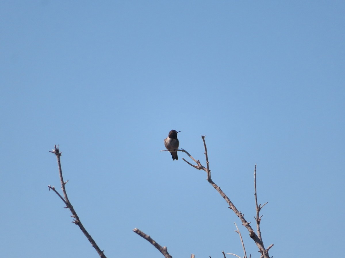 Black-chinned Hummingbird - ML616311688