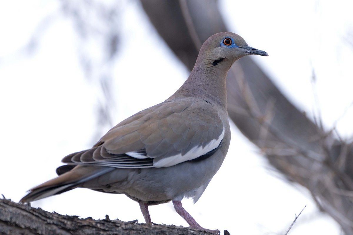 White-winged Dove - ML616311703