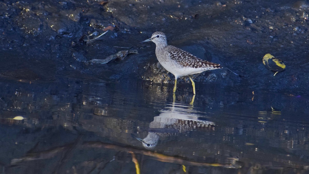 Bruchwasserläufer - ML616311707