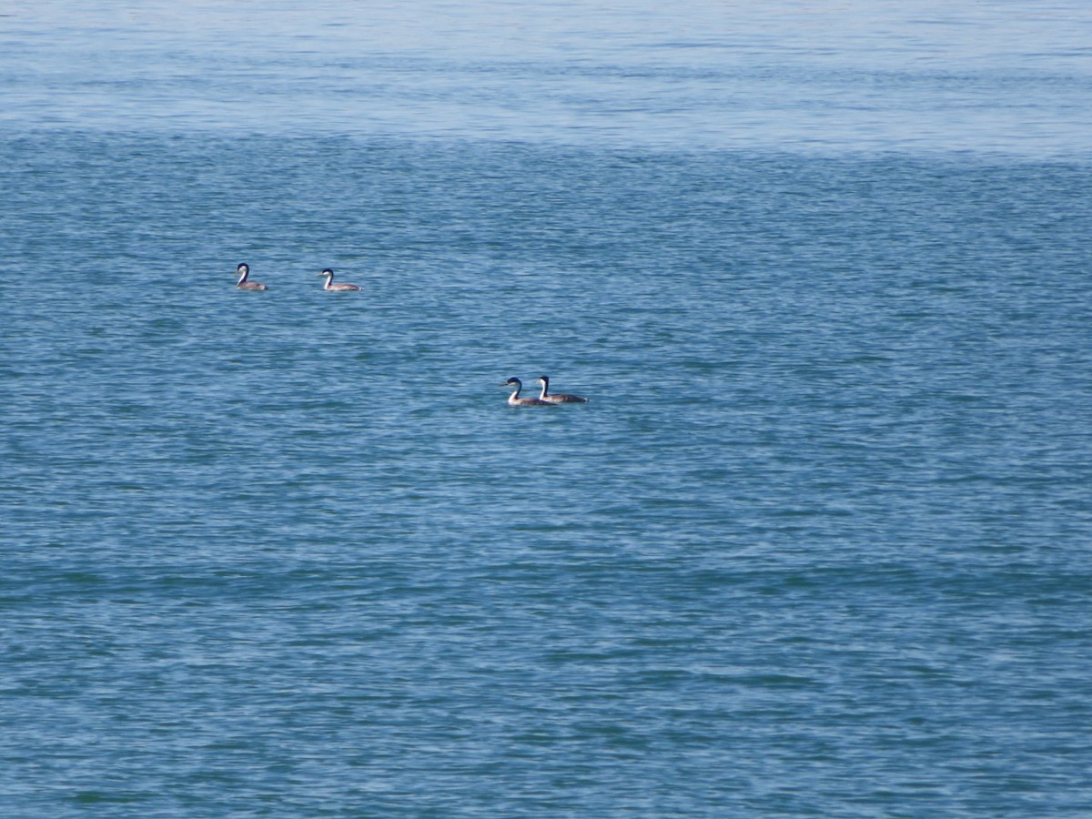 Western Grebe - ML616311709