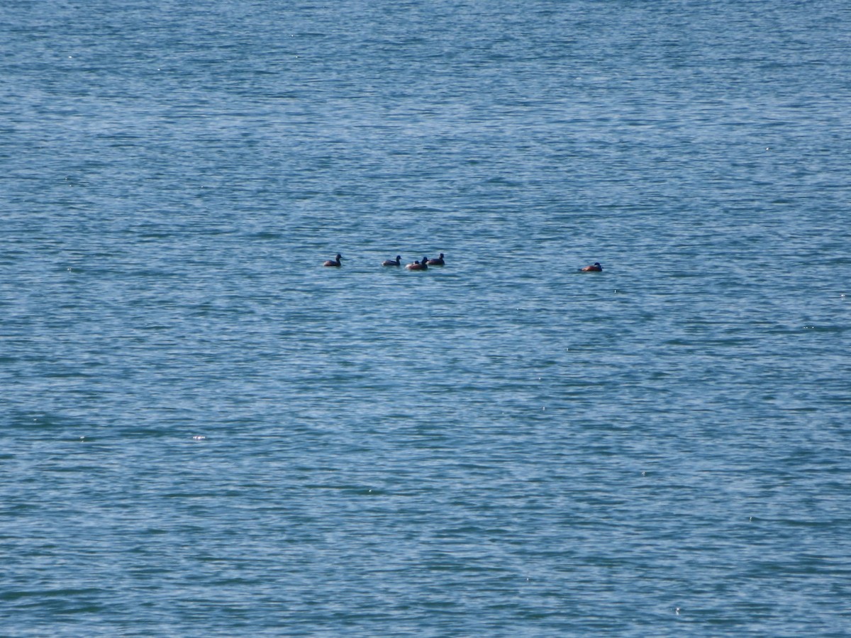 Eared Grebe - ML616311726