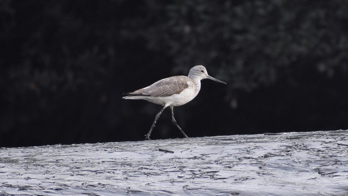 Common Greenshank - ML616311727