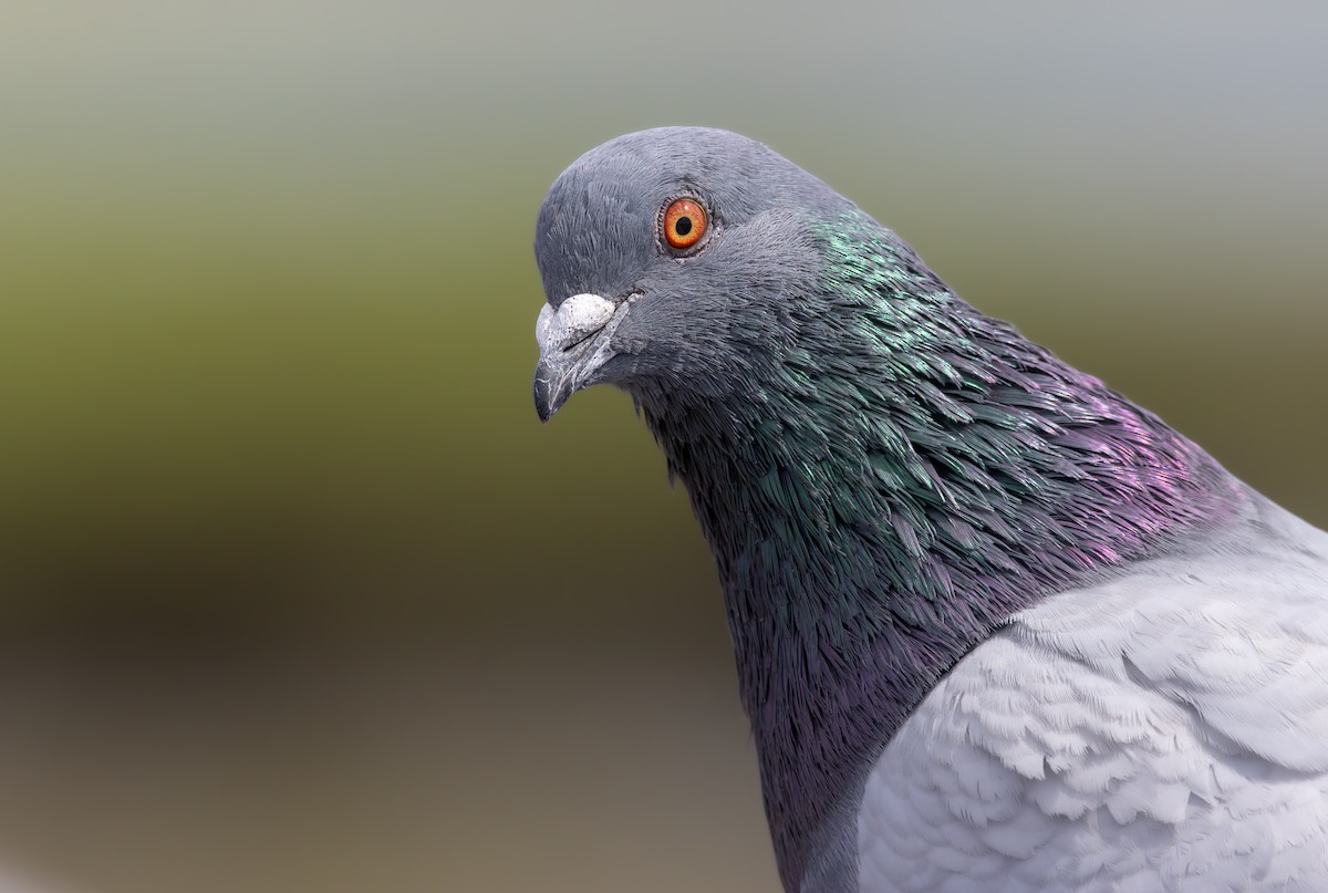 Rock Pigeon (Feral Pigeon) - Braxton Landsman