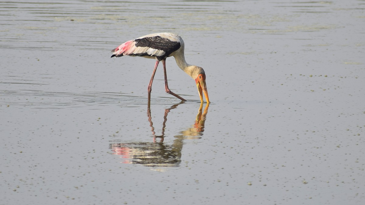 Painted Stork - Sachin Rane