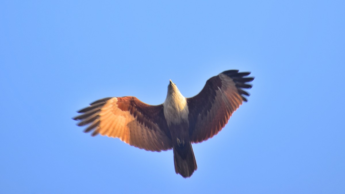 Brahminy Kite - ML616311789