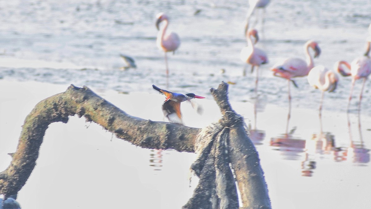 Black-capped Kingfisher - ML616311805