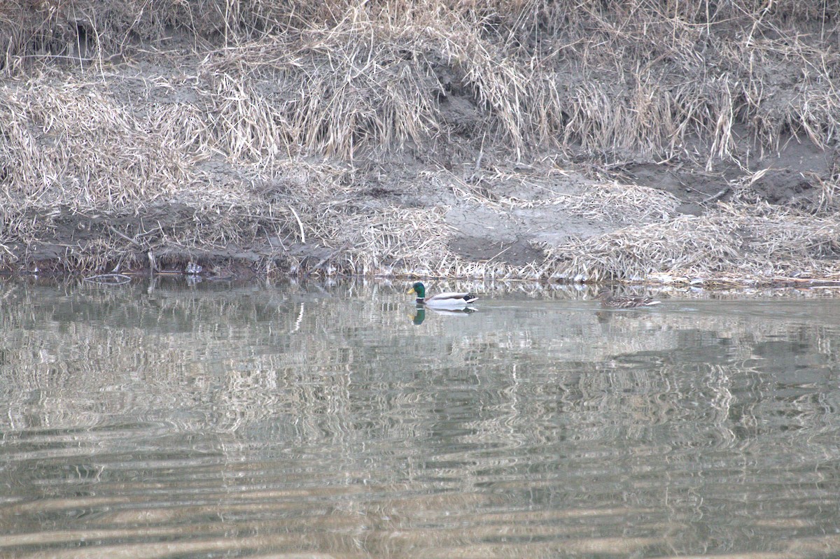 Canard colvert - ML616311855