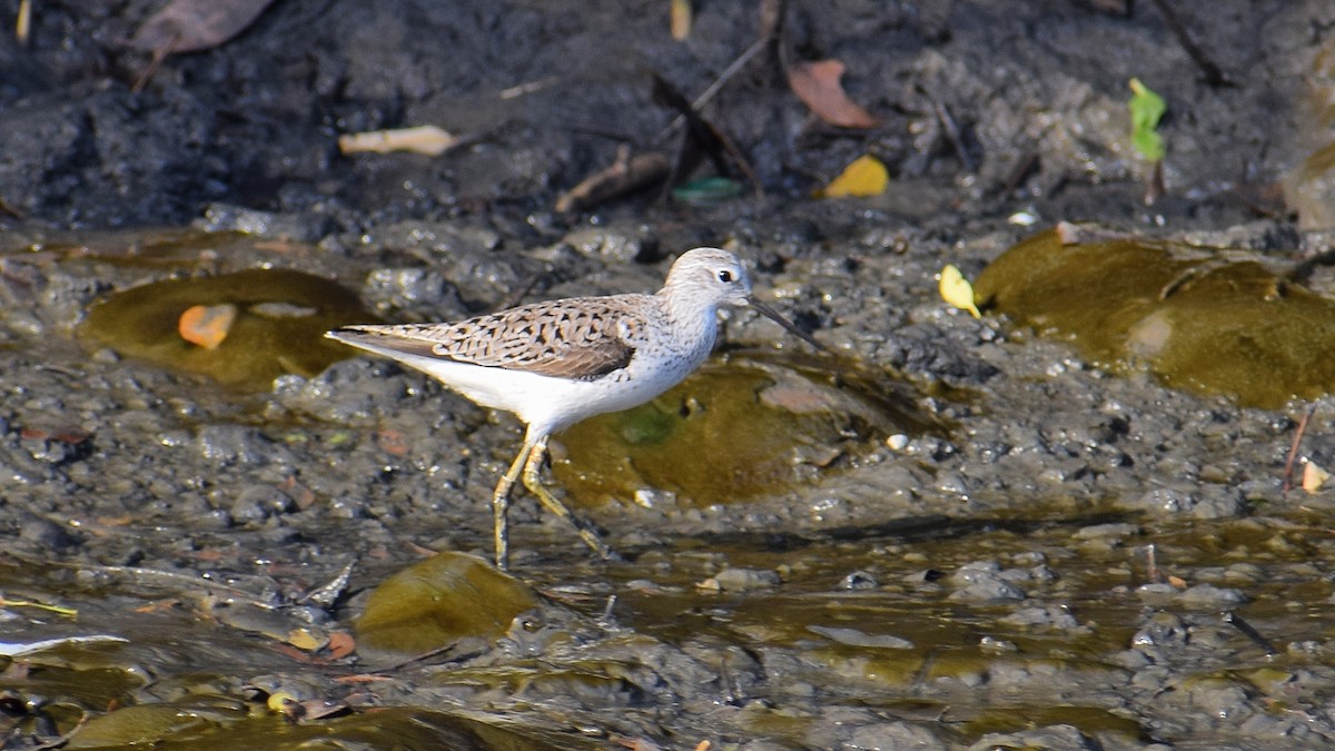 Teichwasserläufer - ML616311870