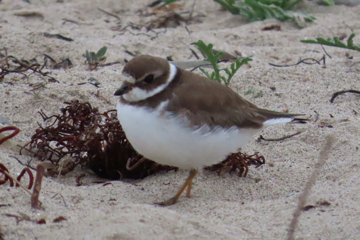 Semipalmated Plover - ML616311936