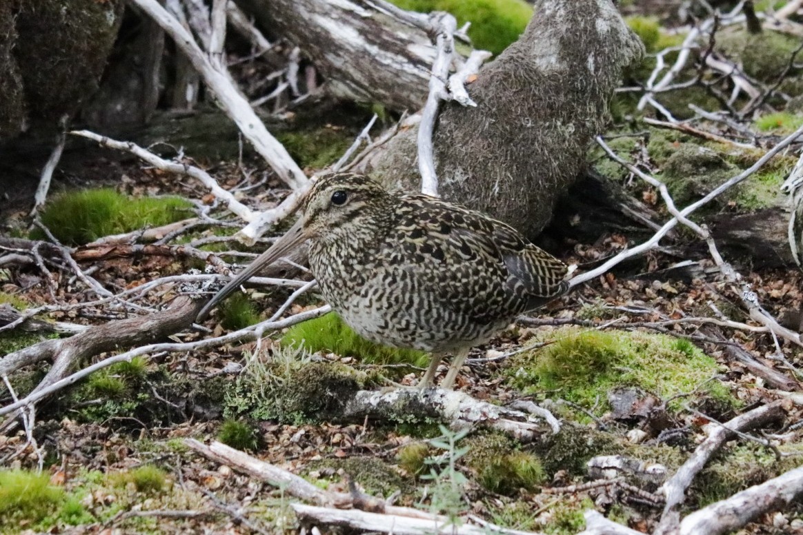 Fuegian Snipe - ML616311955