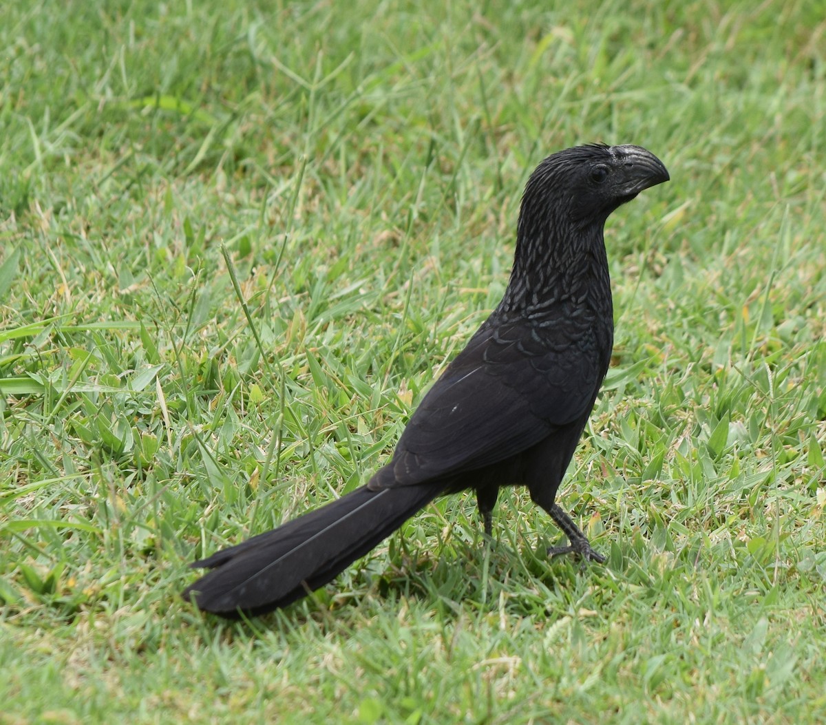 Groove-billed Ani - ML616312001