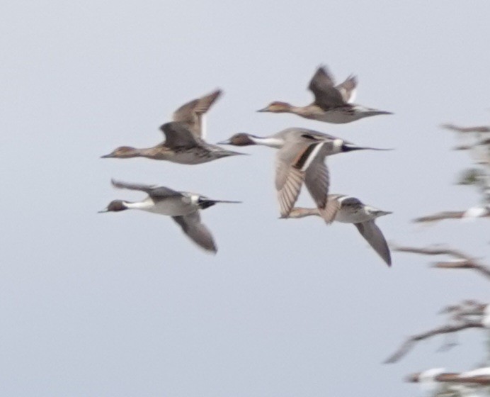 Northern Pintail - Kirsti Aamodt