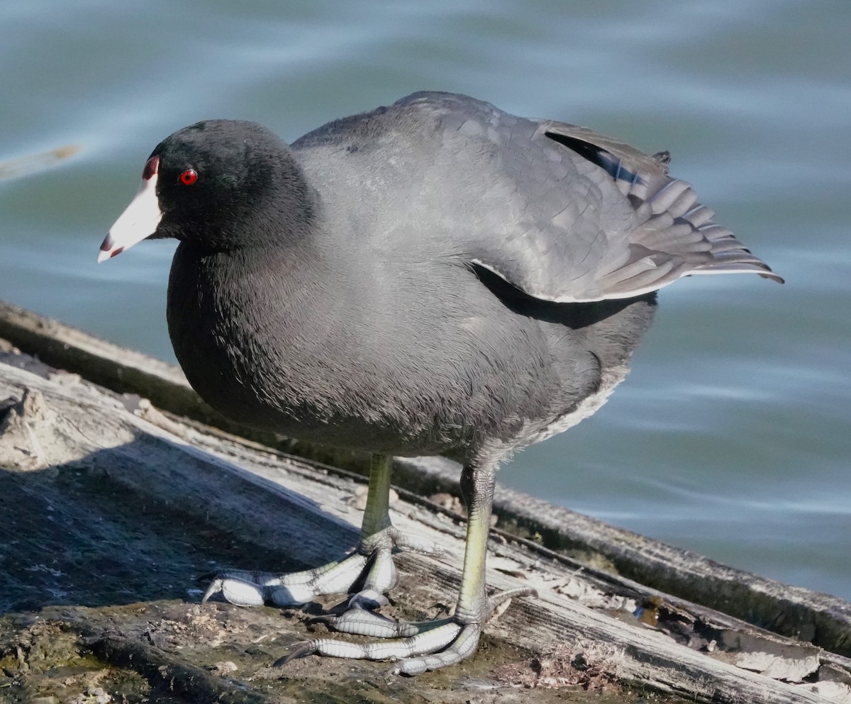 American Coot - ML616312036