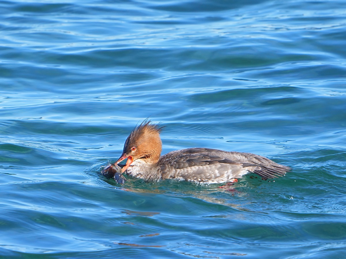 Red-breasted Merganser - ML616312057