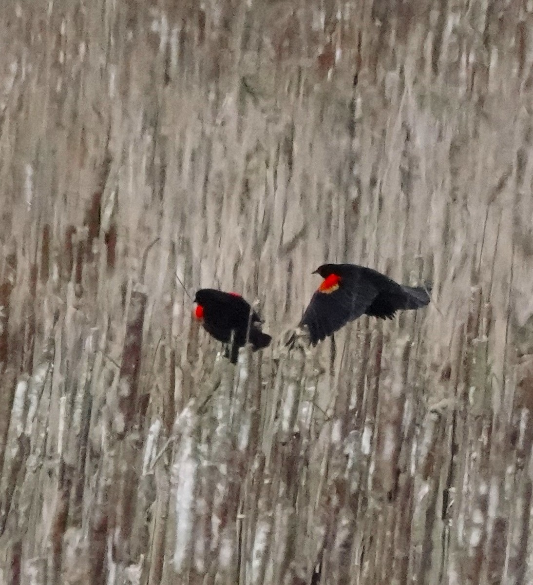 Red-winged Blackbird - Rich Wilkens