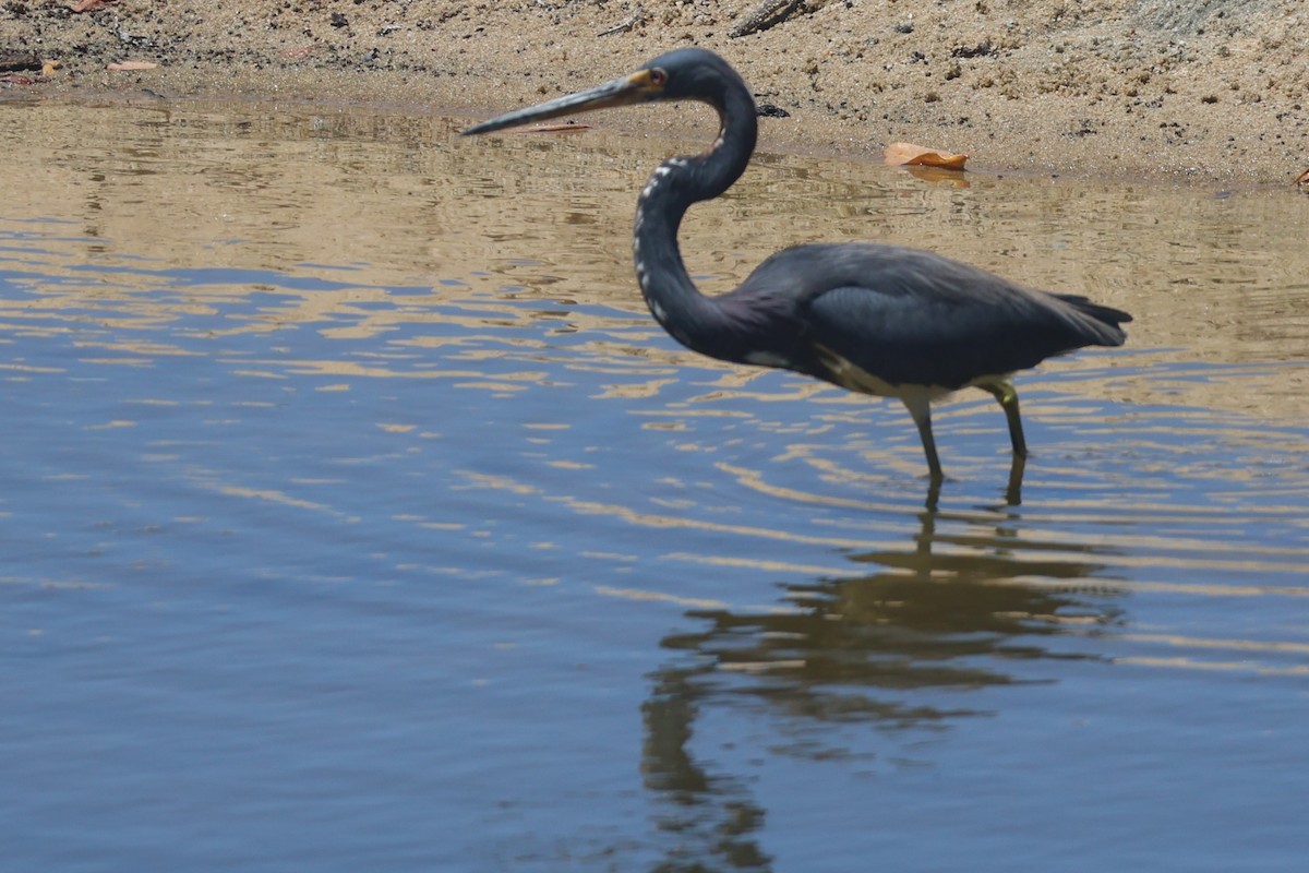 Tricolored Heron - Daniel Ruzzante