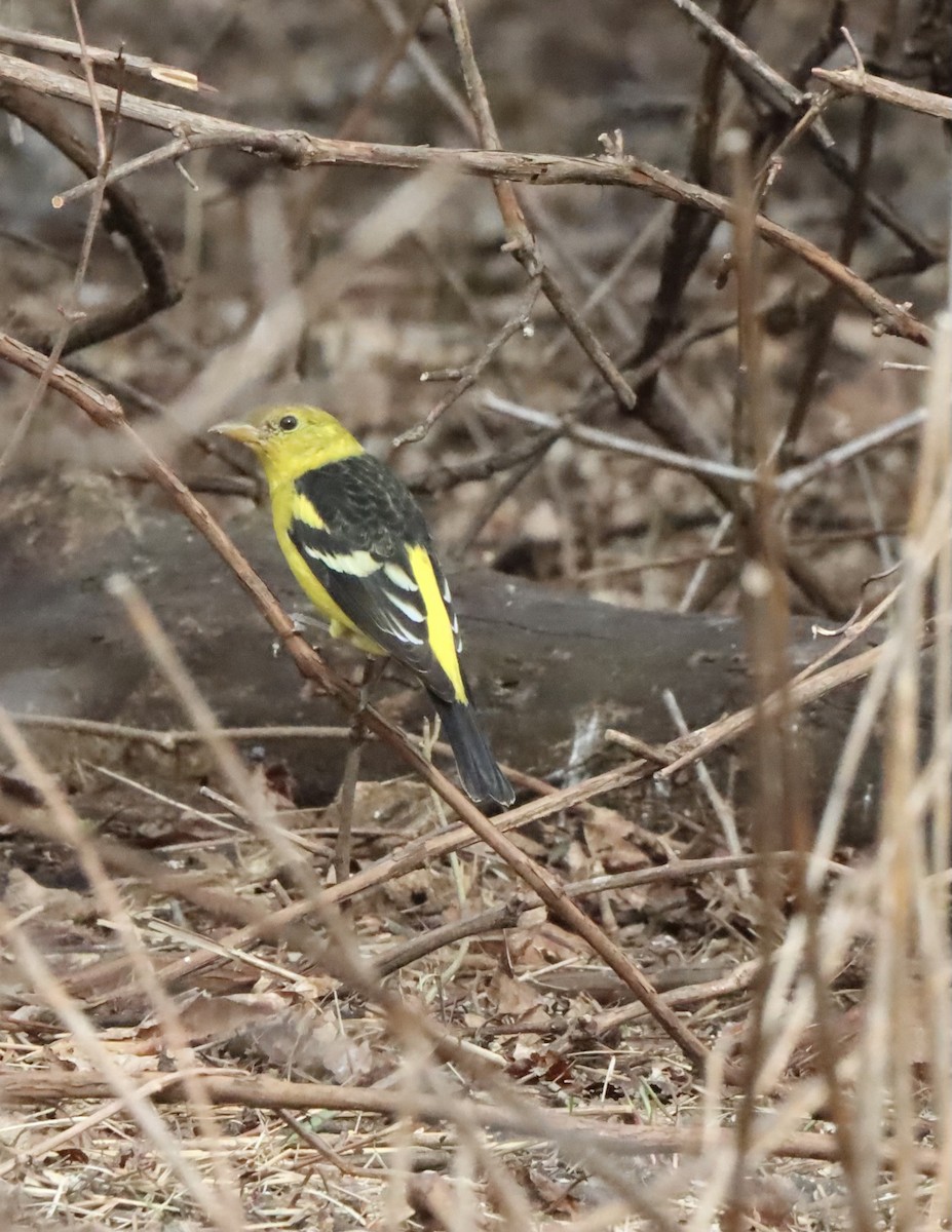 Western Tanager - ML616312178