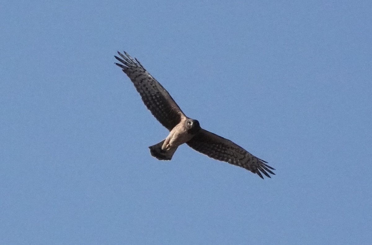 Northern Harrier - ML616312215