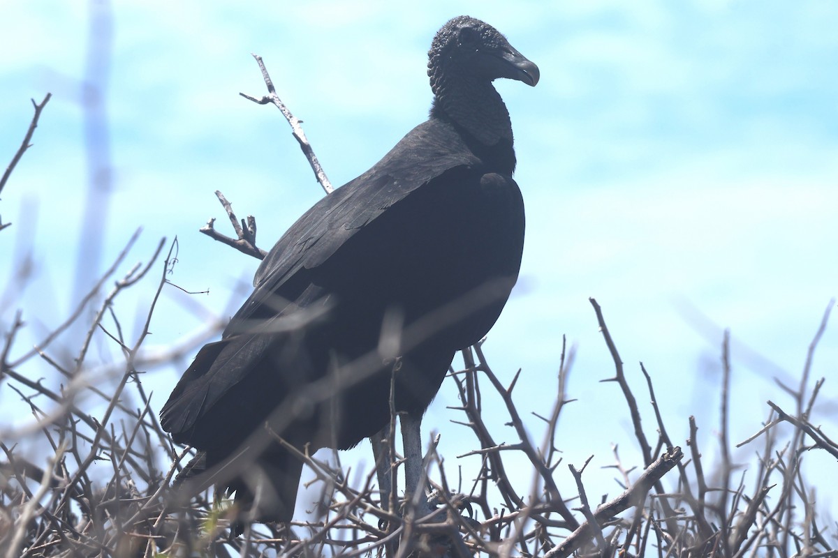 Black Vulture - Daniel Ruzzante