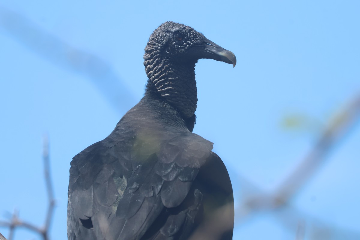 Black Vulture - Daniel Ruzzante