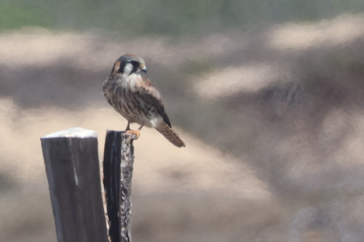 American Kestrel - Daniel Ruzzante