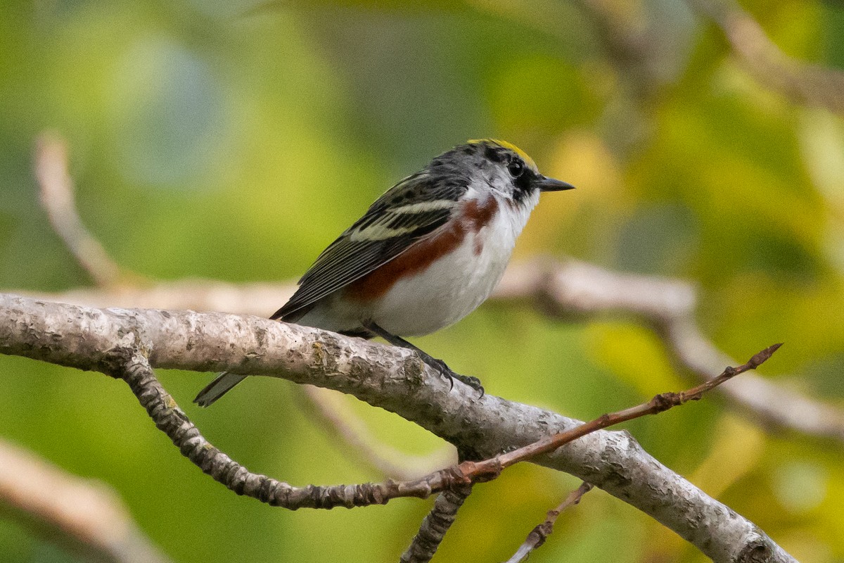 Chestnut-sided Warbler - Robert Raffel