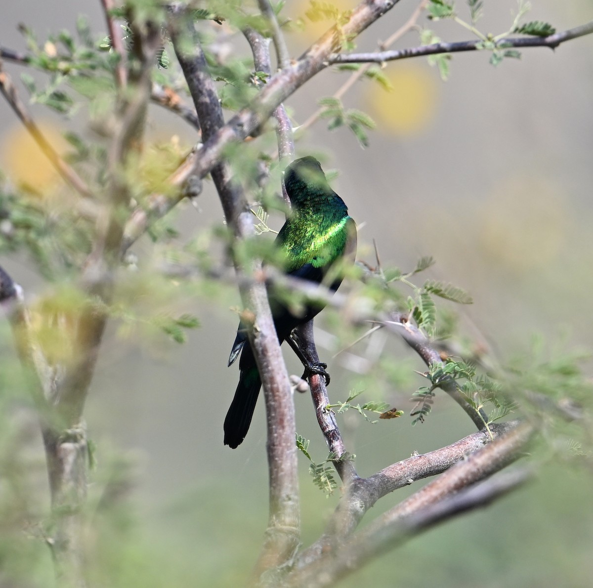 Shining Sunbird (Arabian) - ML616312309