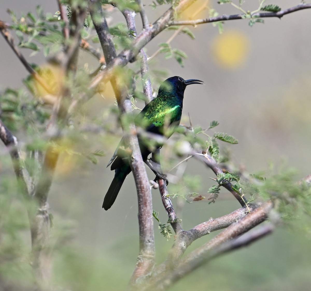 Shining Sunbird (Arabian) - ML616312311