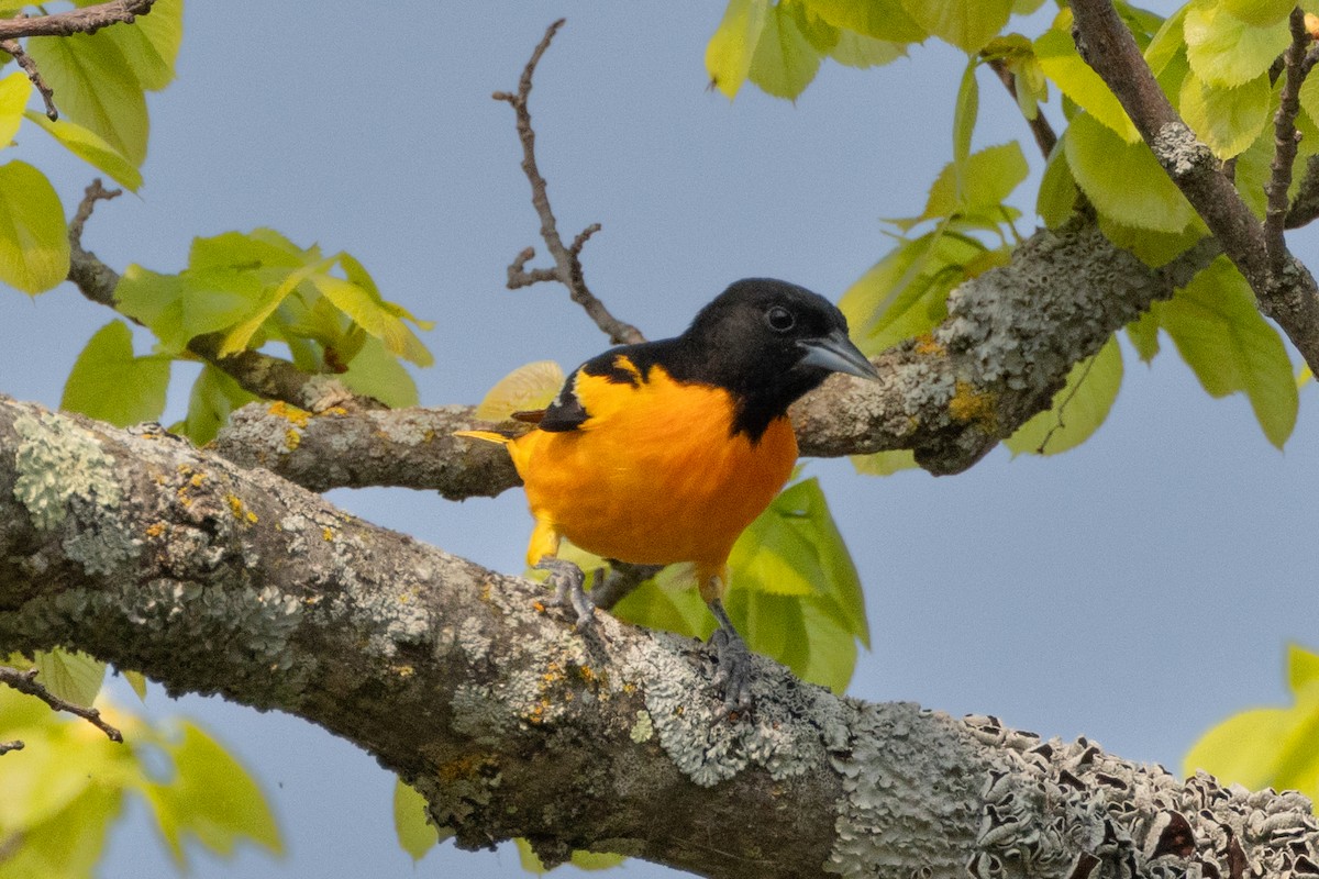 Baltimore Oriole - Robert Raffel