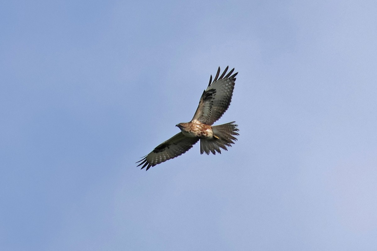 Eastern Buzzard - ML616312338