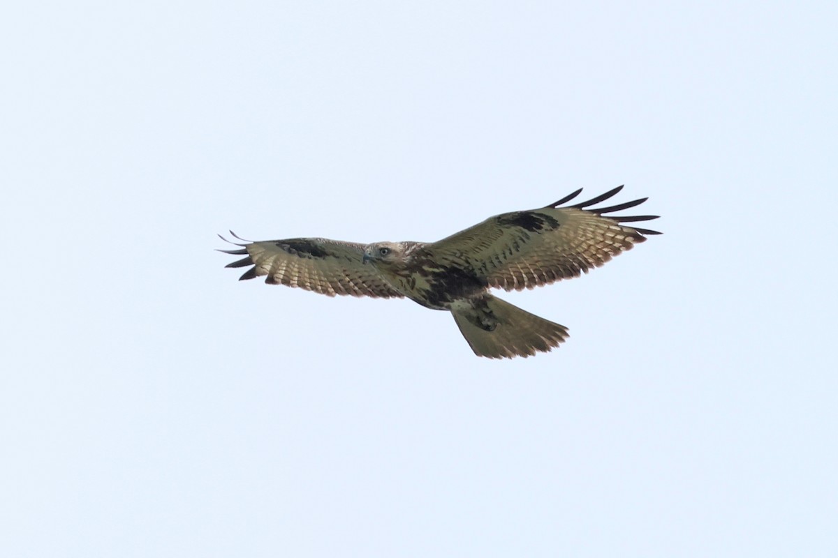 Eastern Buzzard - ML616312350