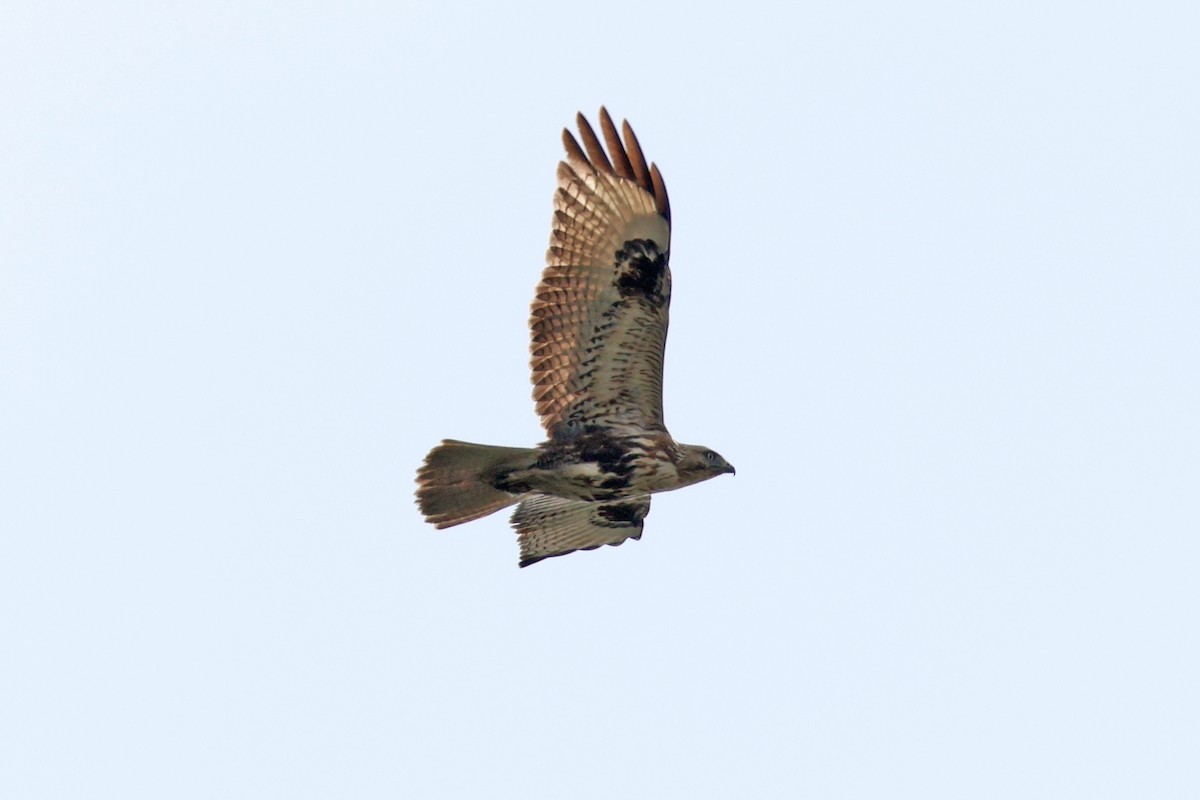 Eastern Buzzard - ML616312351