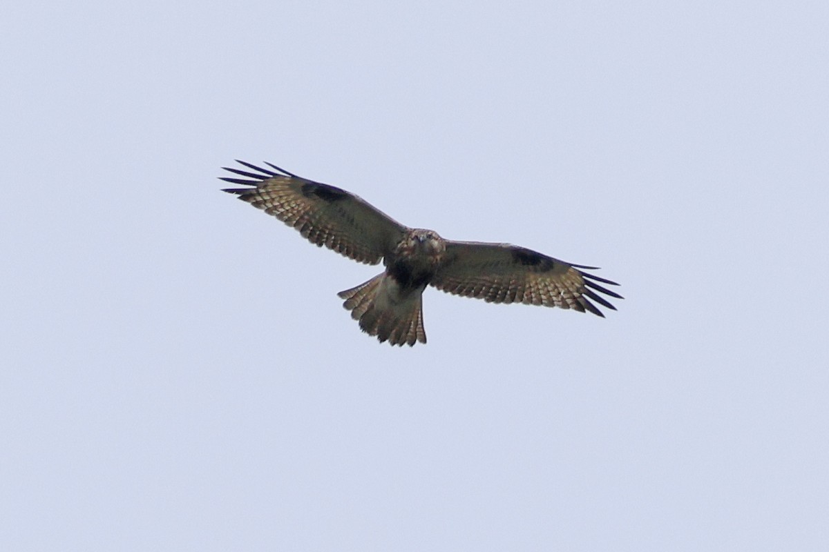 Eastern Buzzard - ML616312352