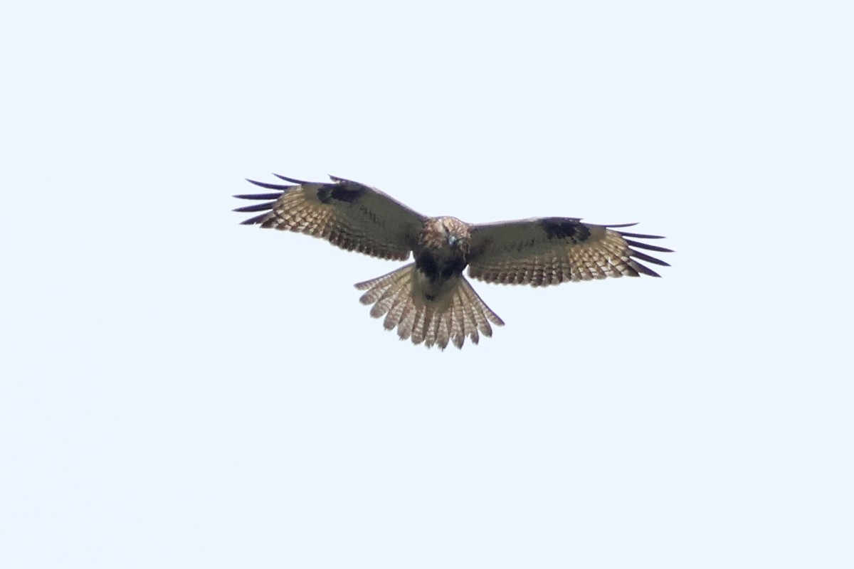 Eastern Buzzard - ML616312354