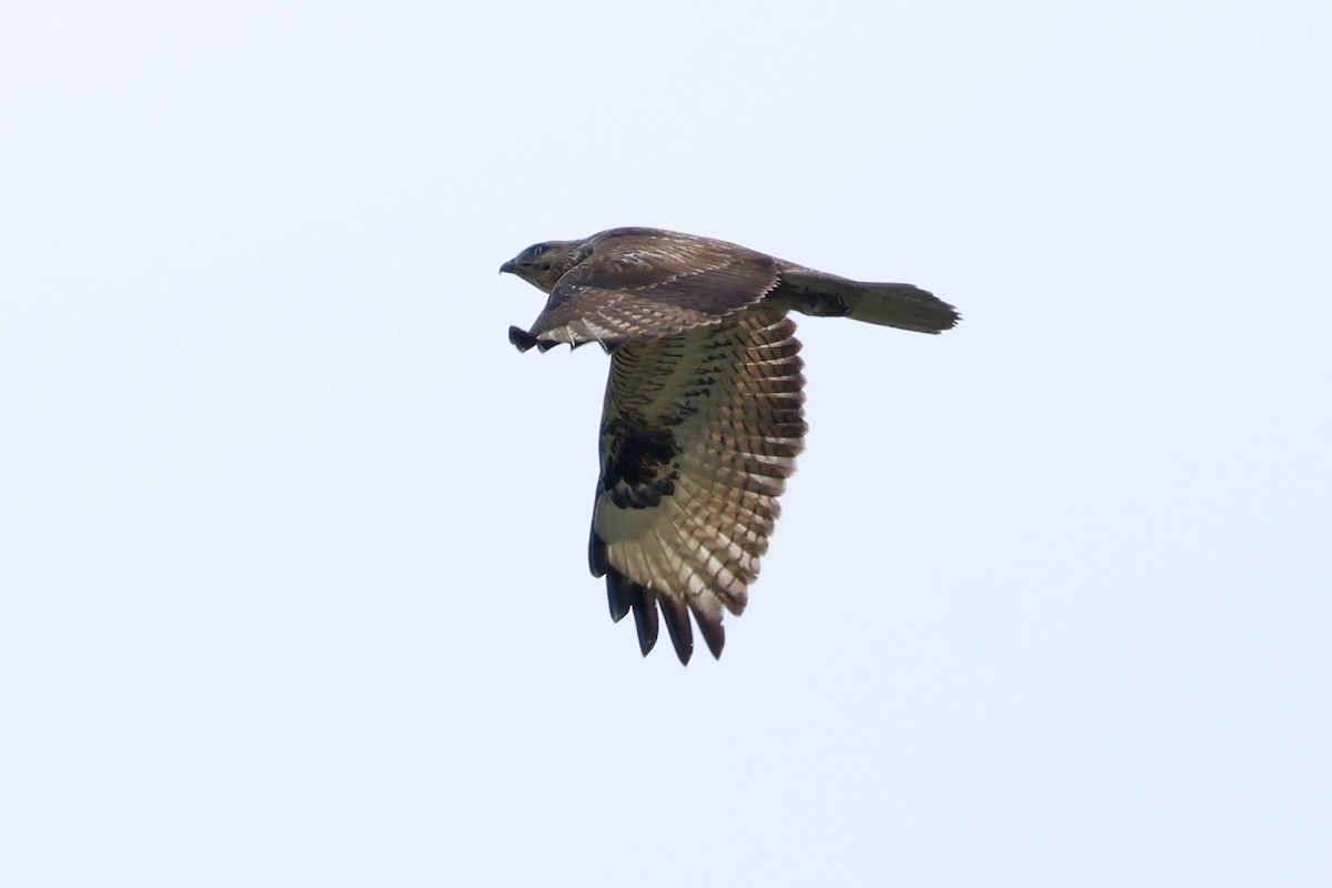 Eastern Buzzard - ML616312355