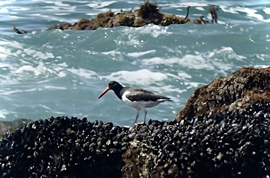 American Oystercatcher - ML616312446