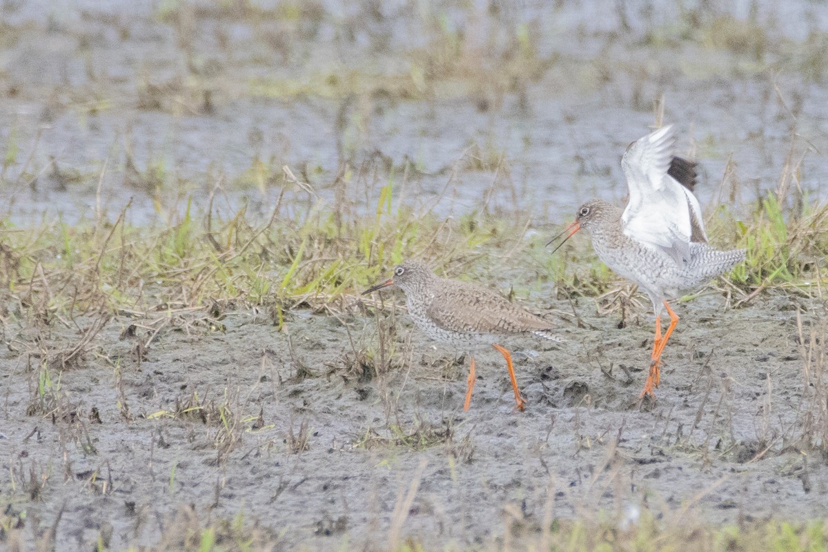 Common Redshank - ML616312480