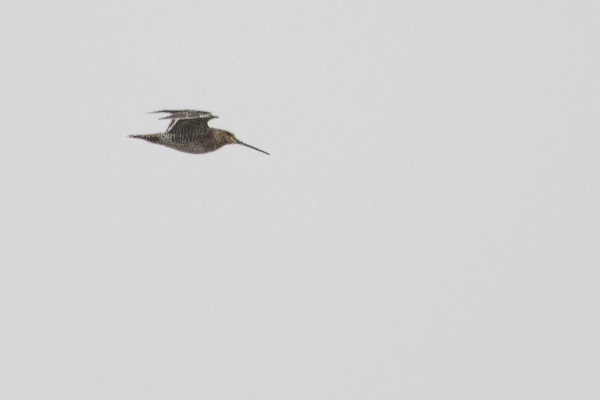 Common Snipe - Jeff Hullstrung