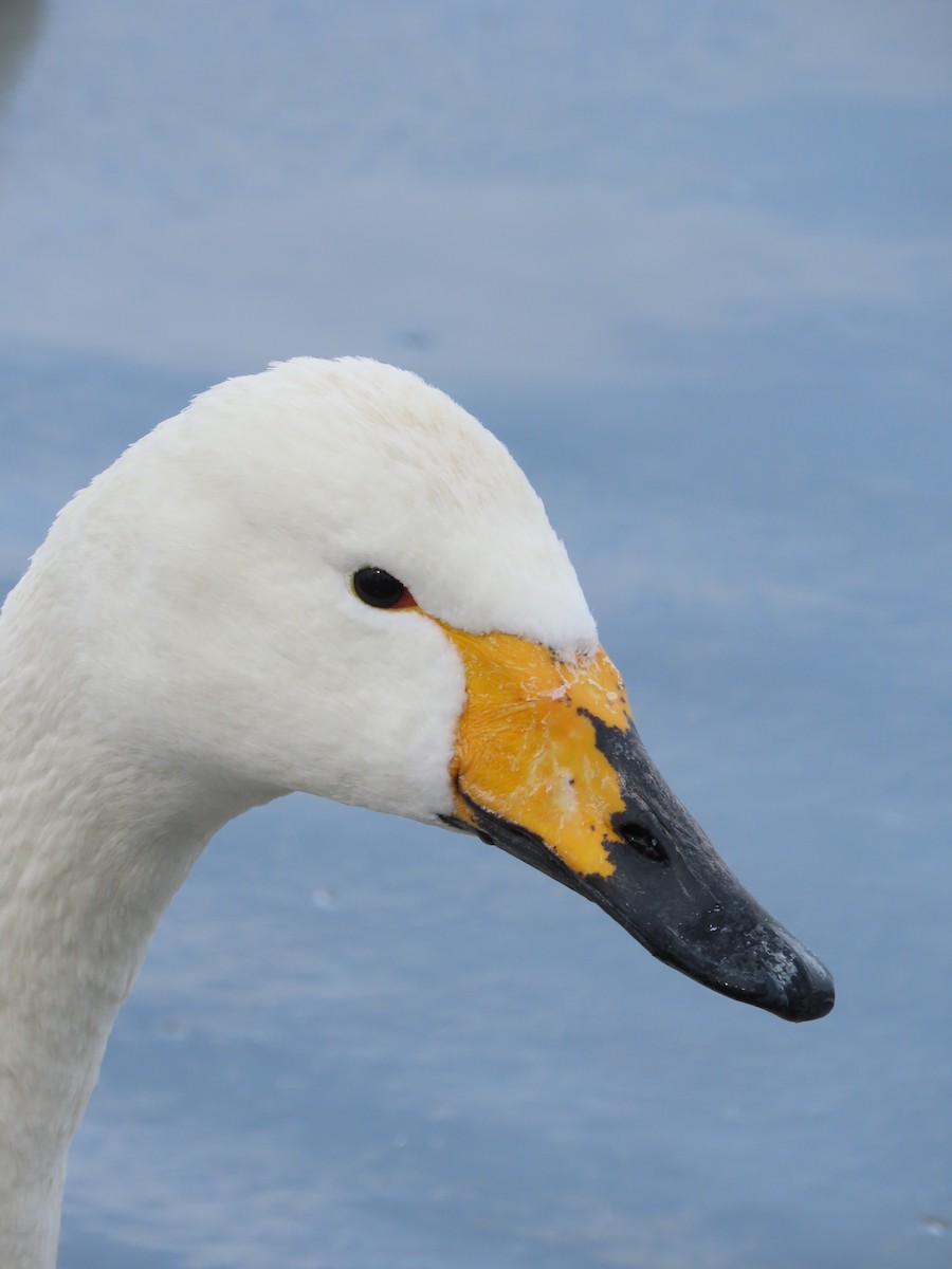 Whooper Swan - ML616312535