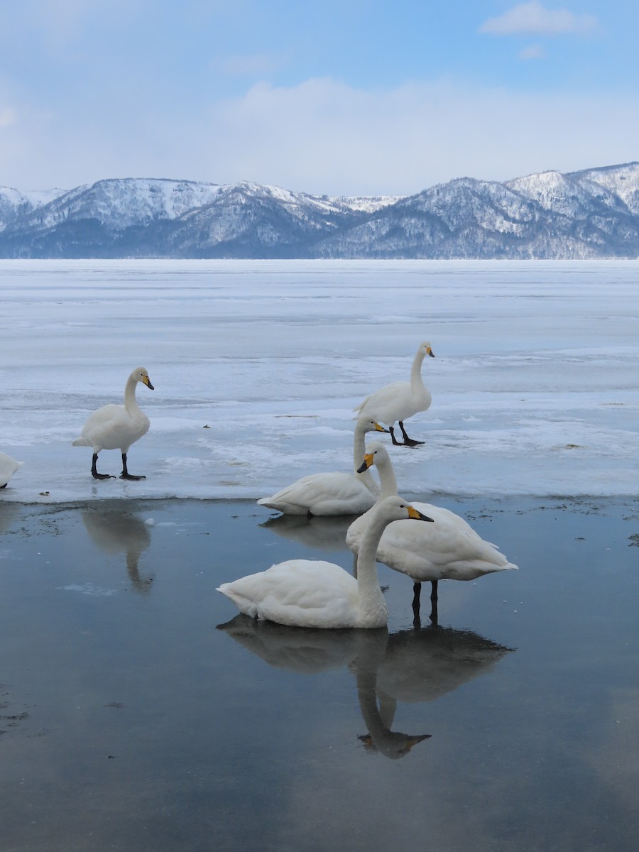 Whooper Swan - ML616312537