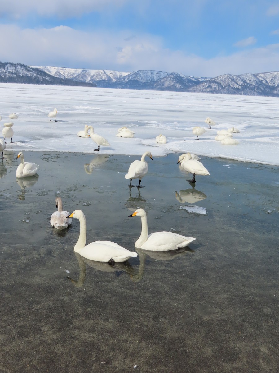 Whooper Swan - ML616312539